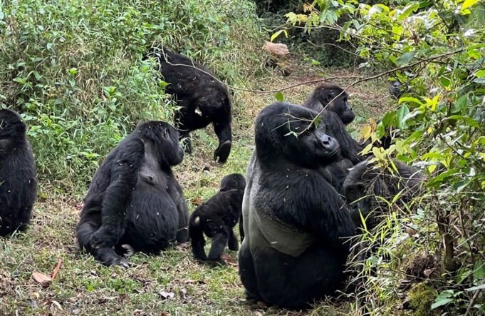 Gorilla Trek Rwanda